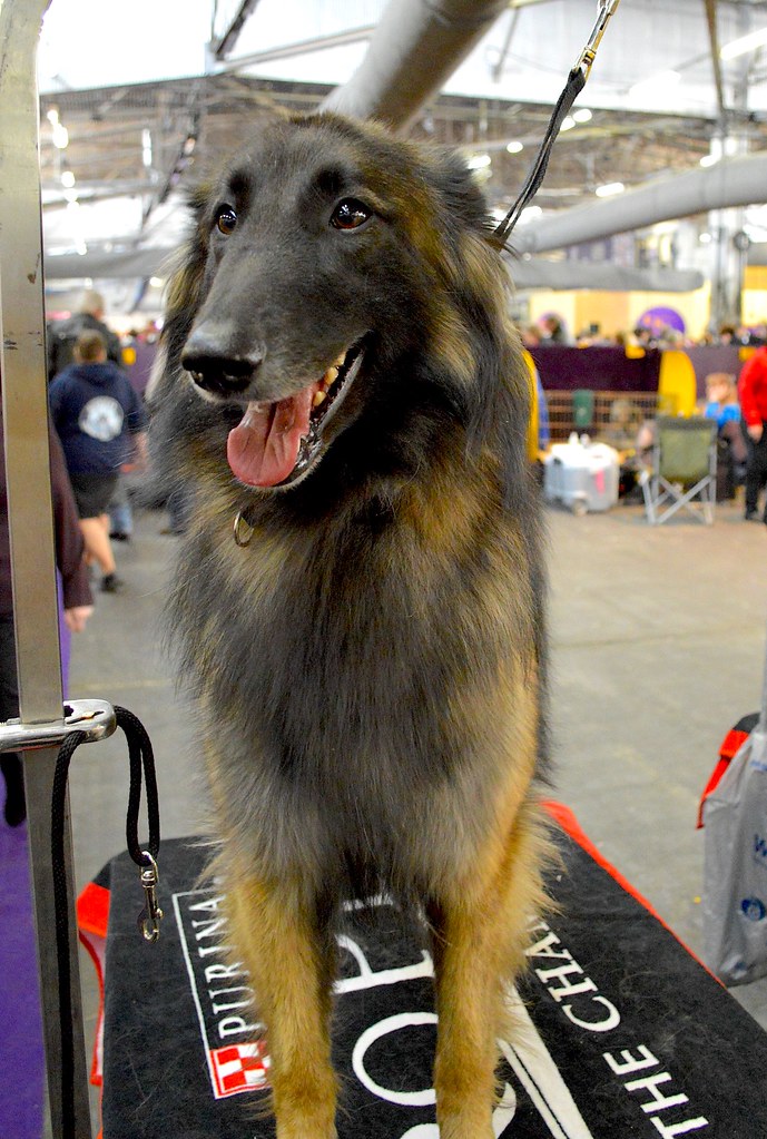 Belgian Tervuren