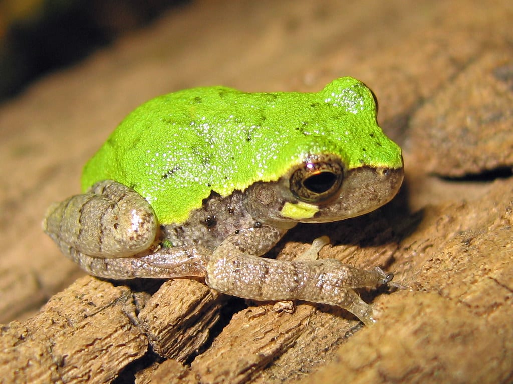 Bird-voiced Treefrog