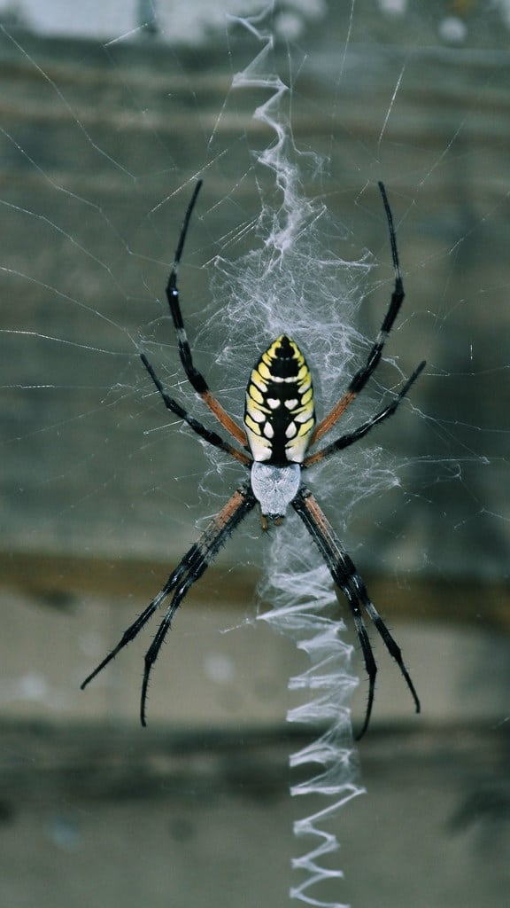 Black and Yellow Garden Spider