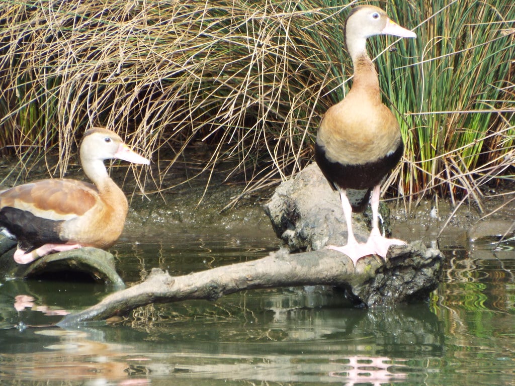 Black-Bellied Whistling Duck