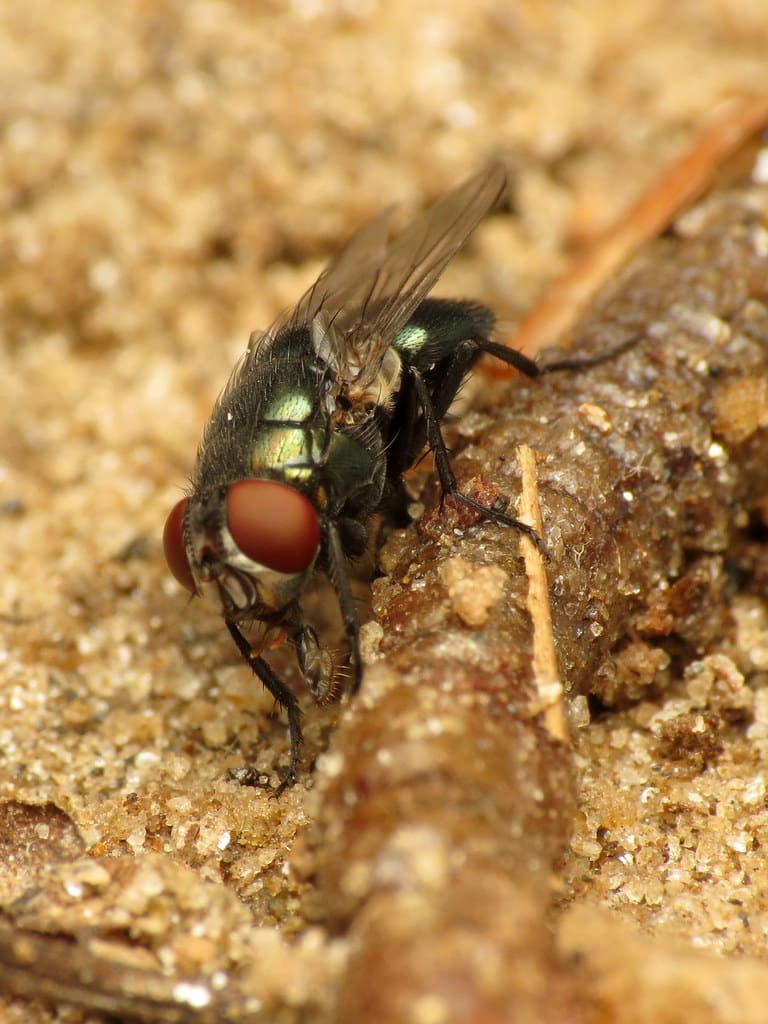 Black Blow Fly