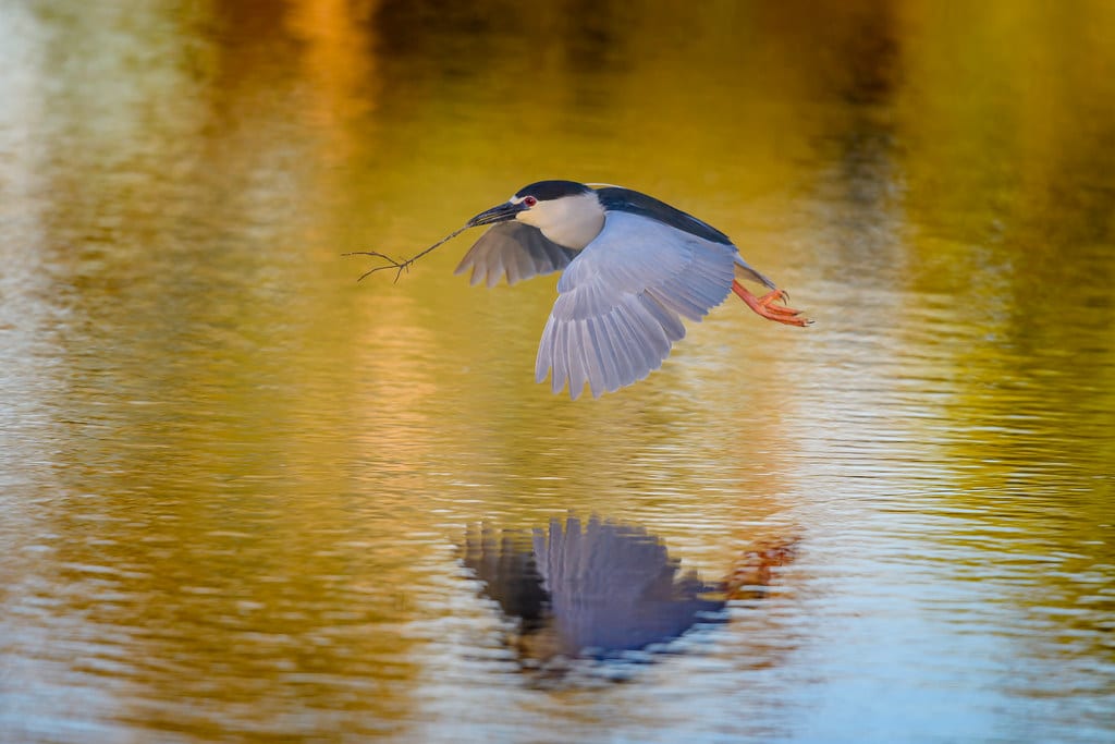 Black-crowned Night-Heron