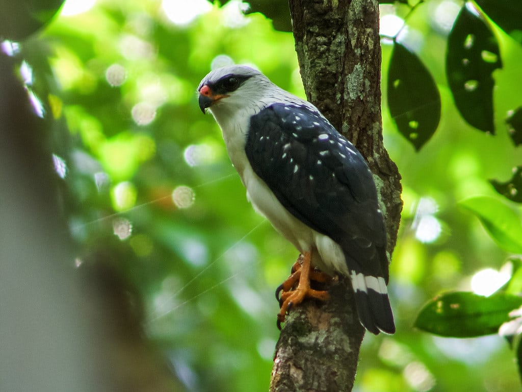 Black-faced Hawk