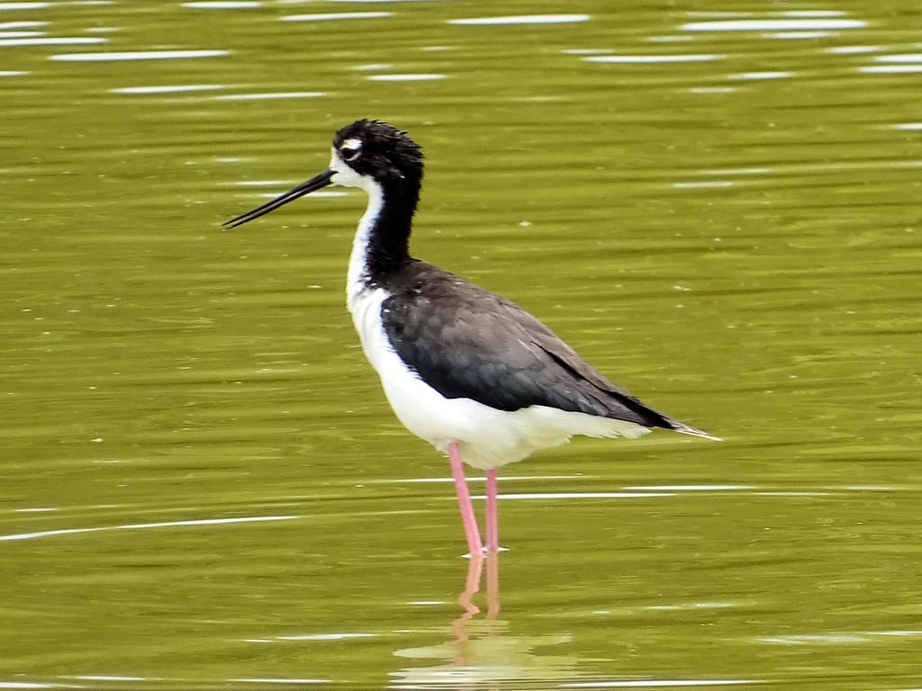 Black-Necked Stilt