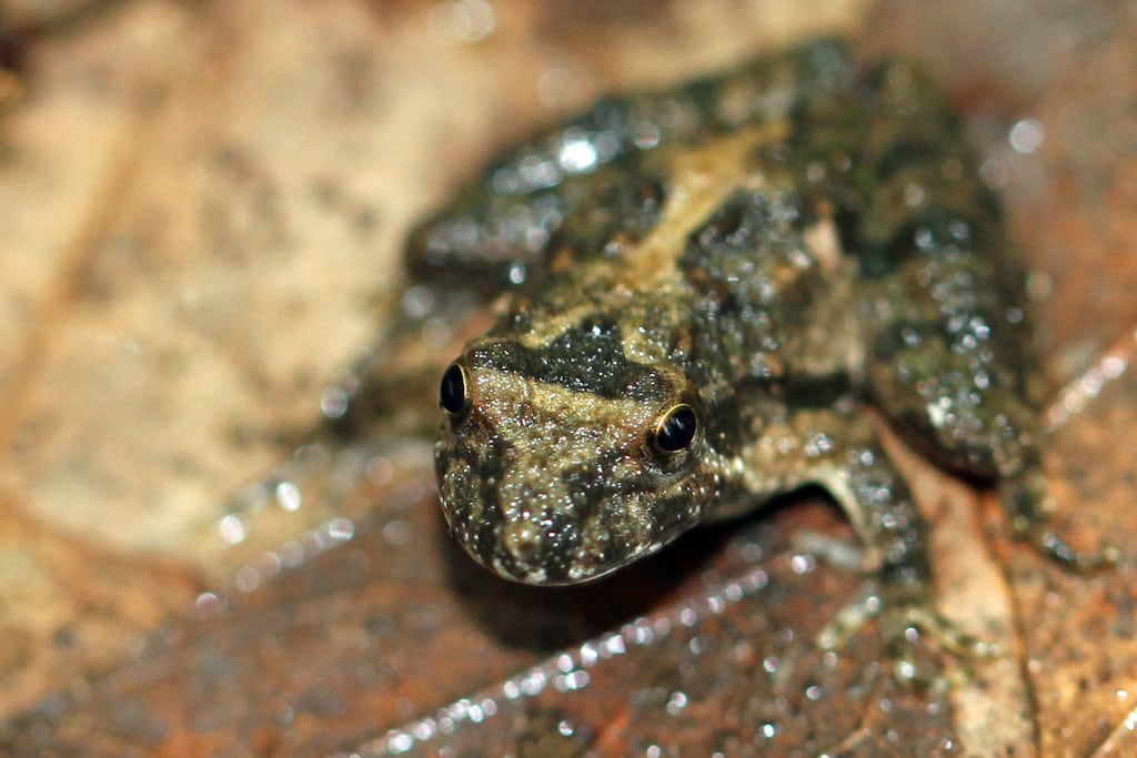 Blanchard's Cricket Frog
