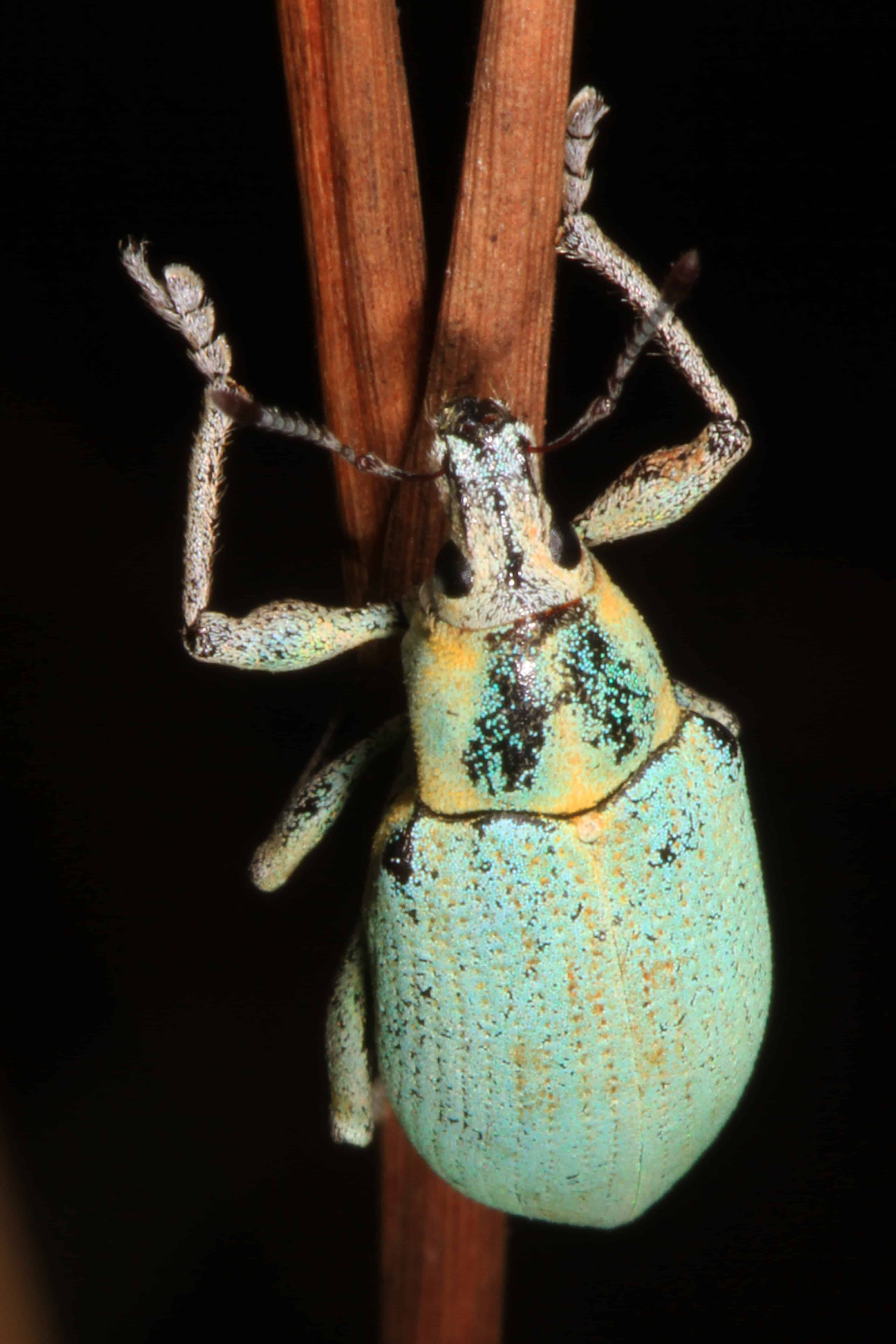 Blue-Green Citrus Root Weevil