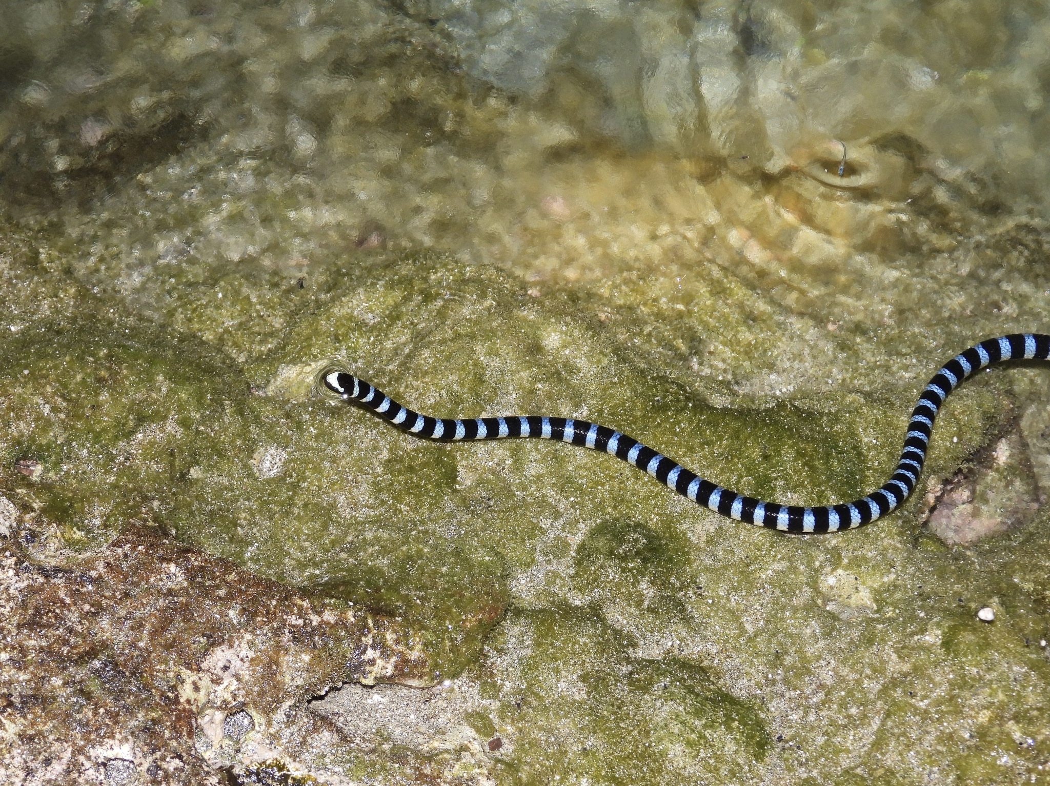 Blue Krait