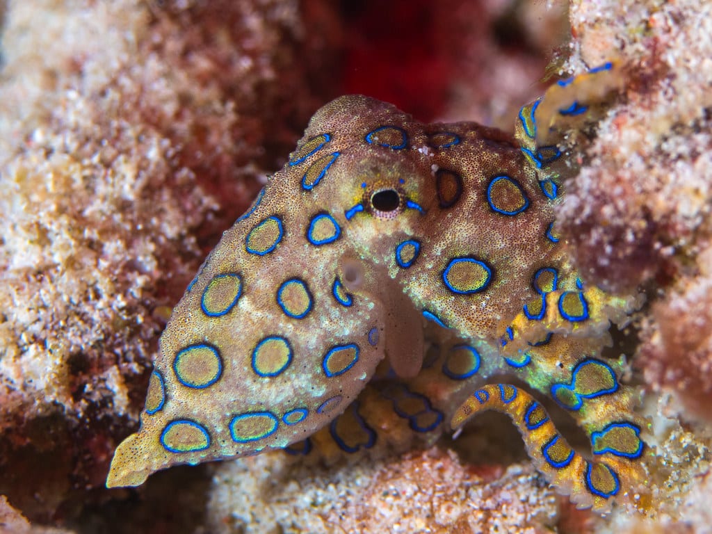 Blue-Ringed Octopus