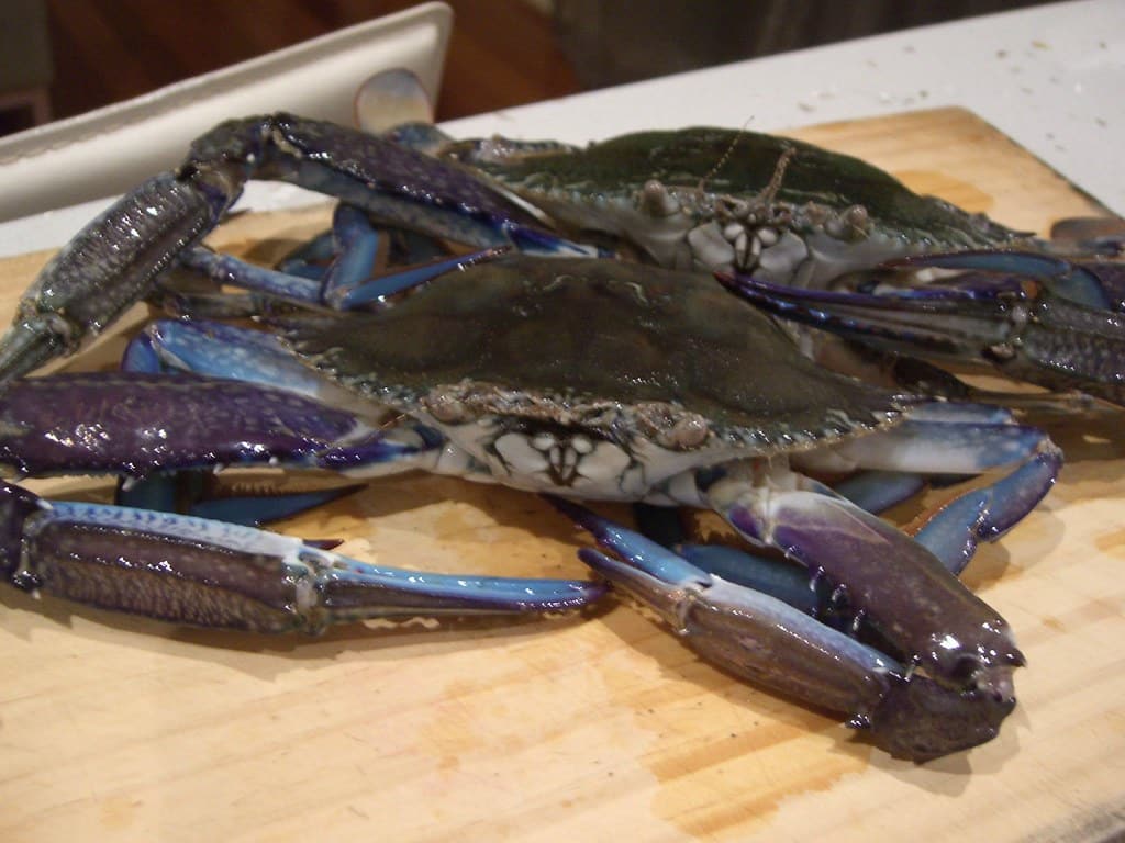 Blue Swimmer Crabs - types of crabs in Australia