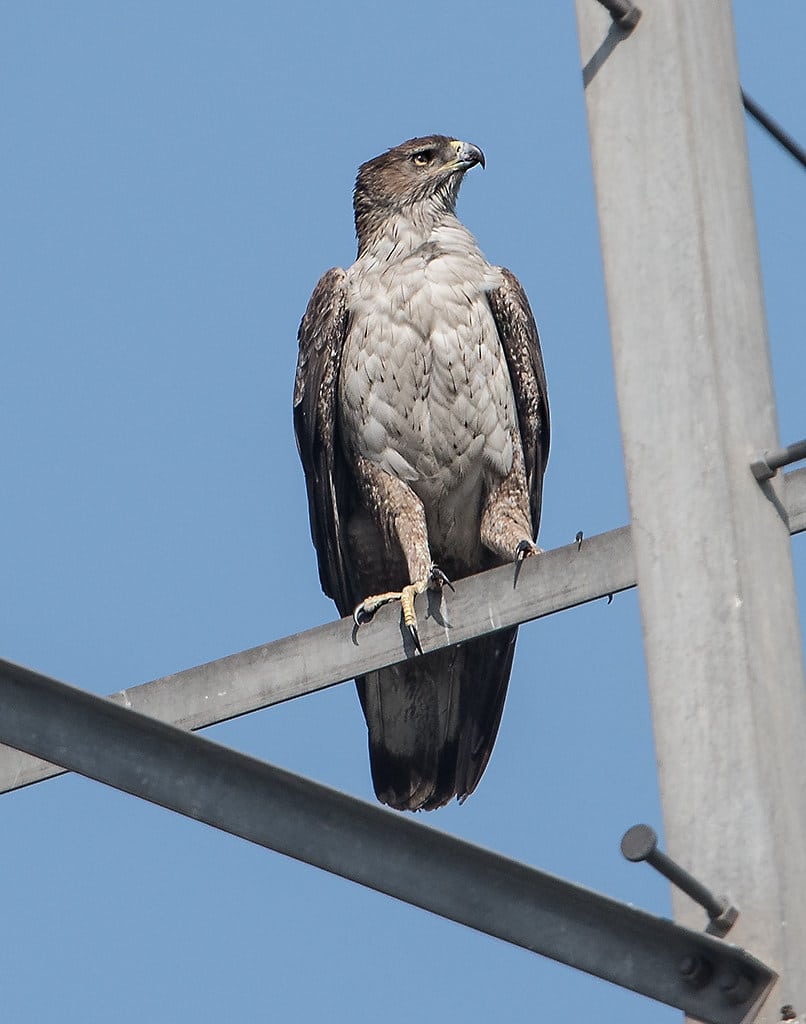 Bonelli's Eagle