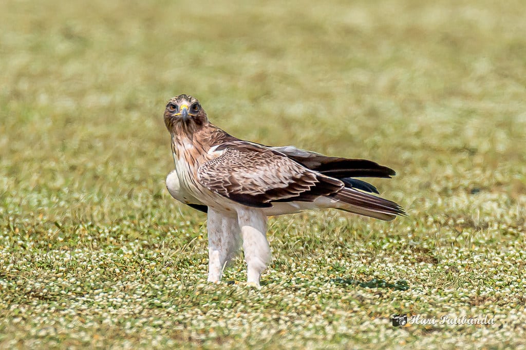 Booted Eagle
