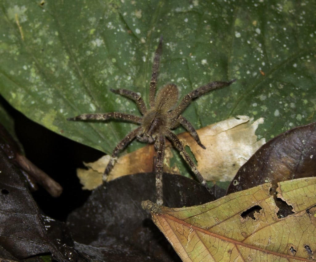 Brazilian Wandering Spider