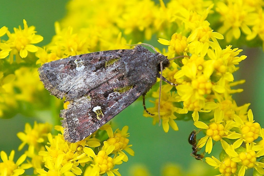 Bristly Cutworm Moth