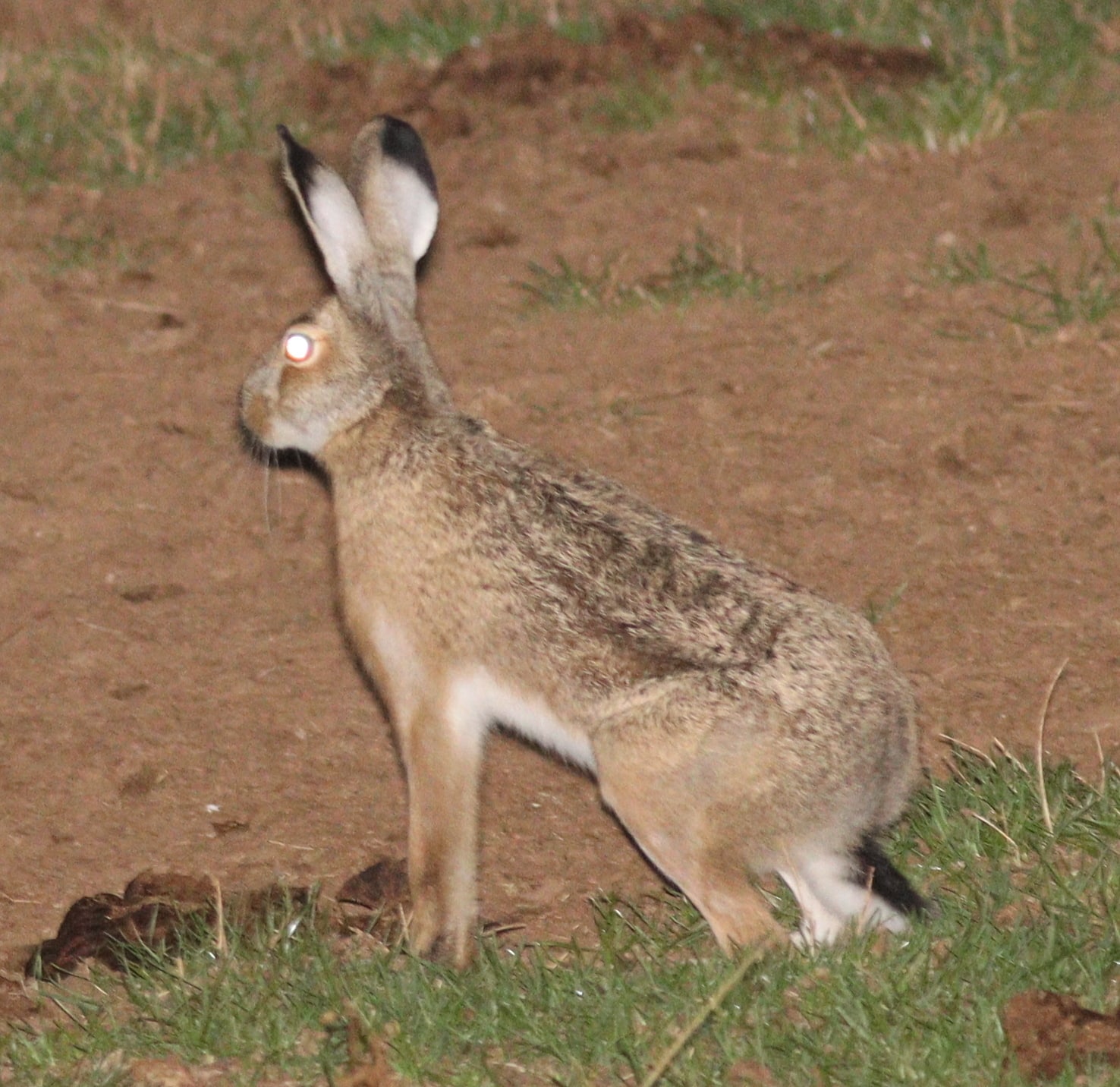 Broom Hare