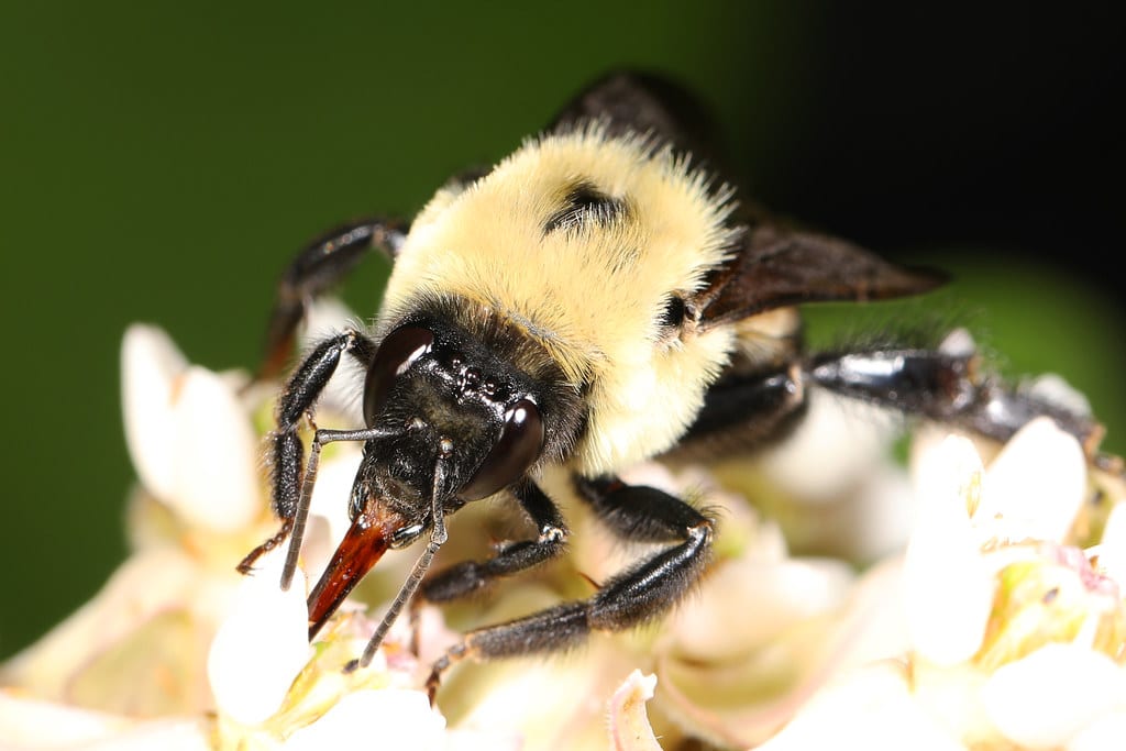 Brown-belted Bumble Bee
