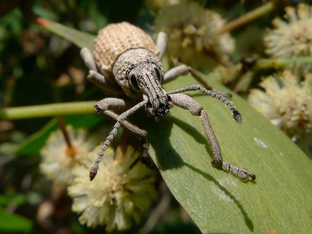 Brown Leaf Weevil