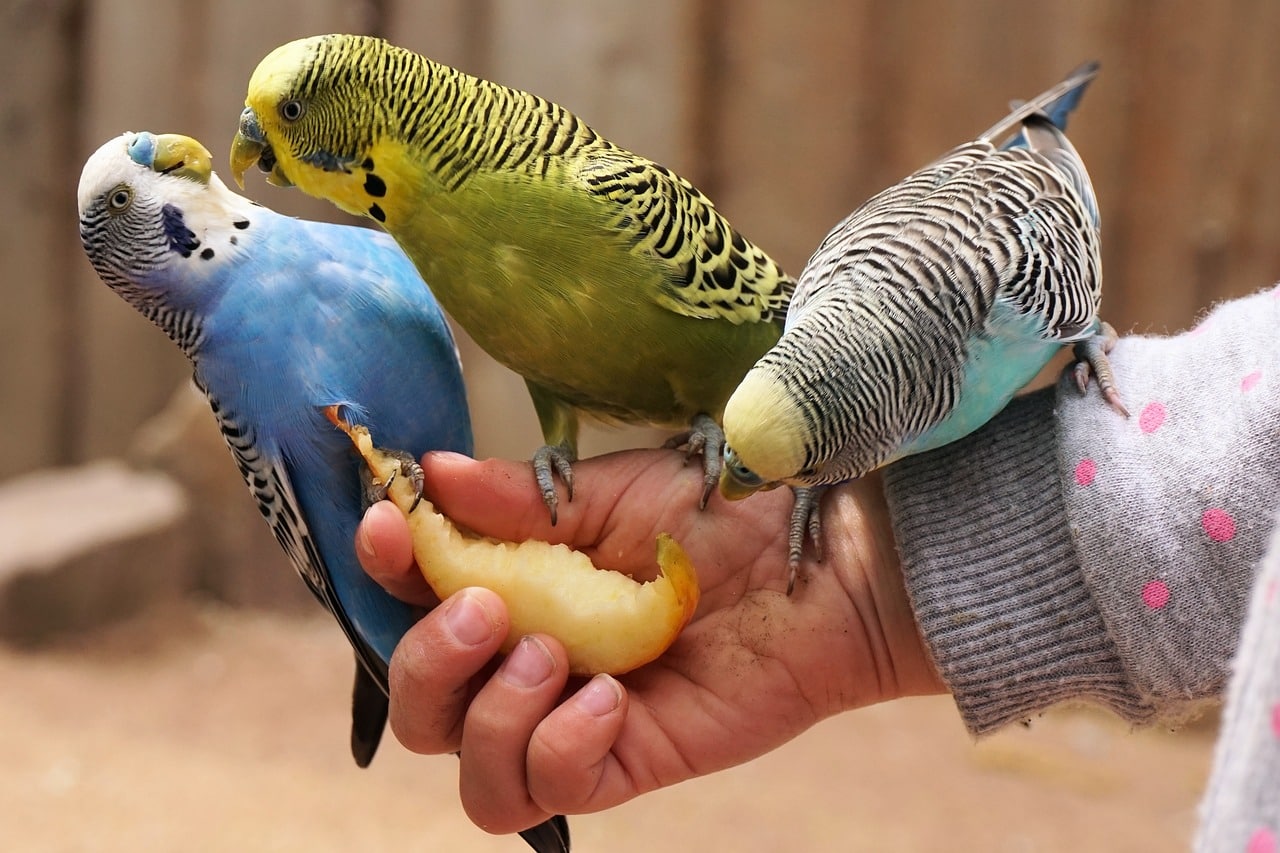 Budgies