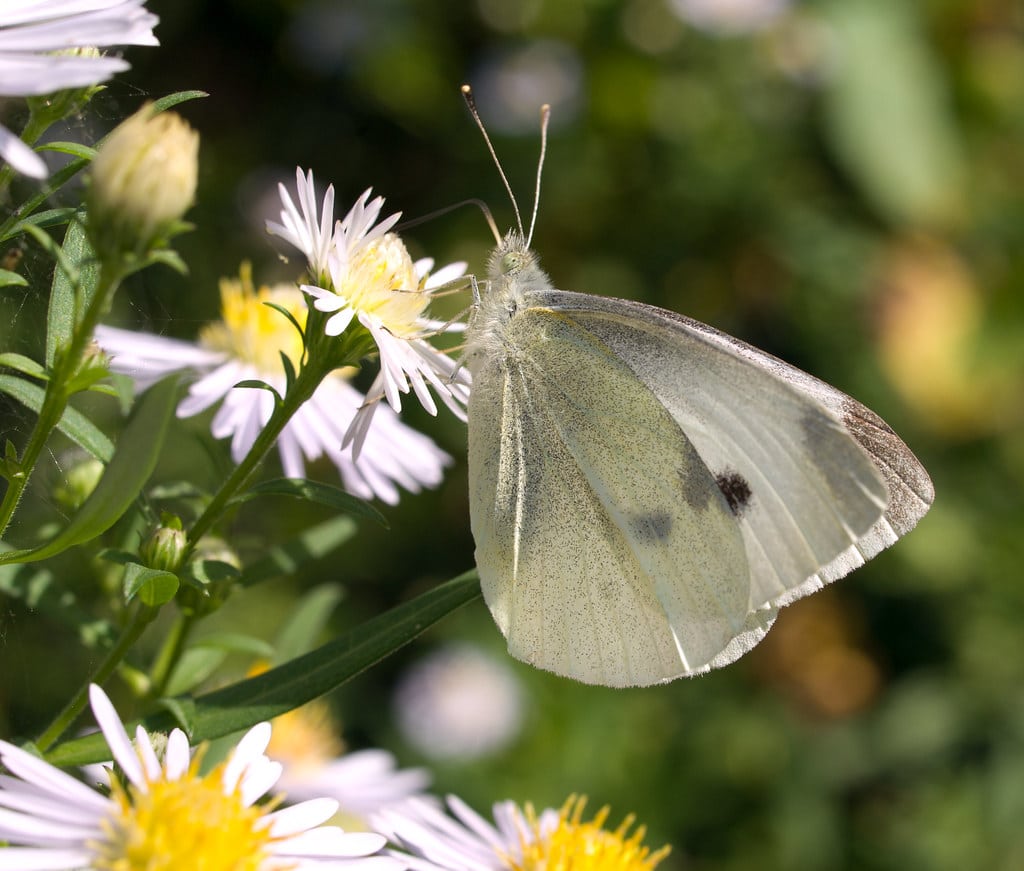 Cabbage White Butterflies