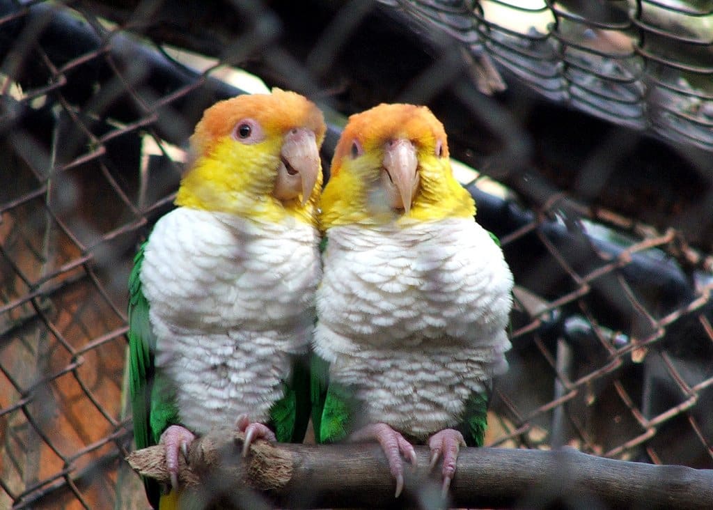 Caique Parrot