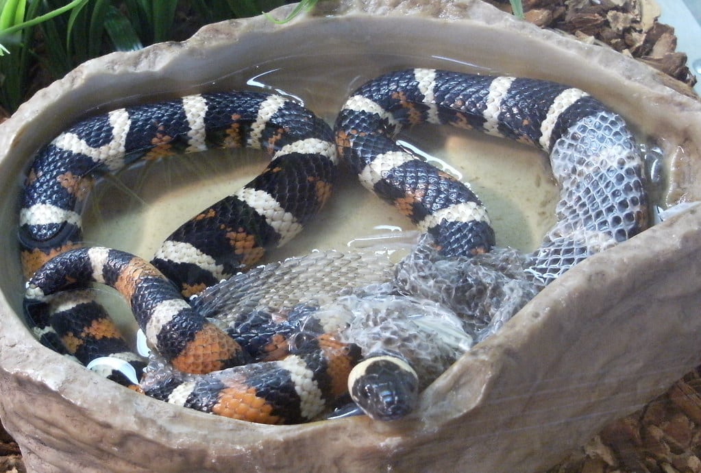 California King Snake