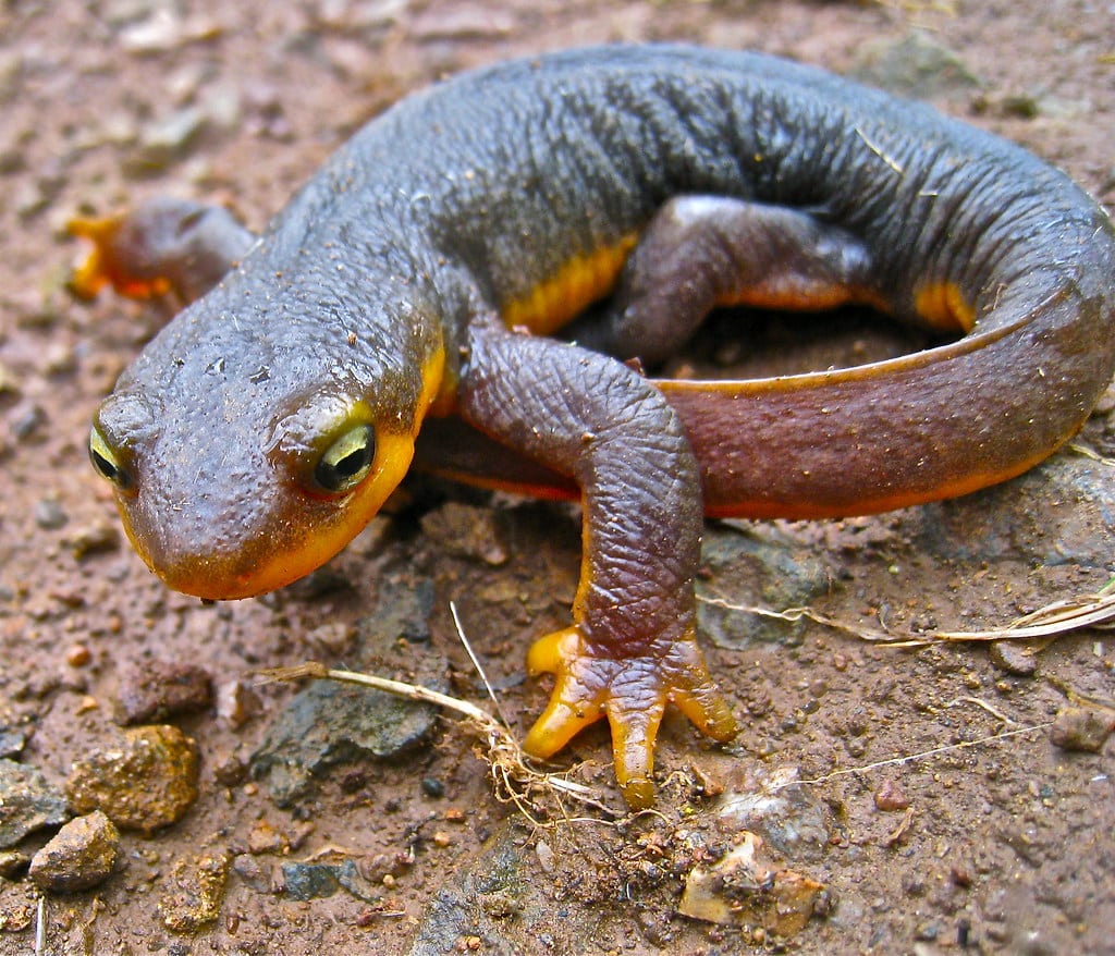California Newt