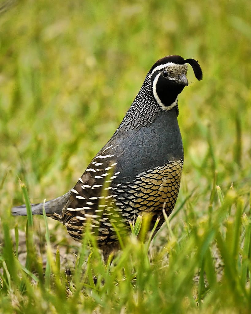 California Quail