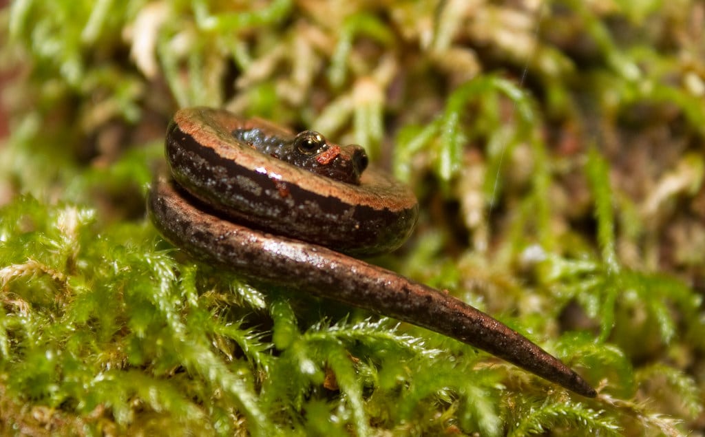 California Slender Salamander