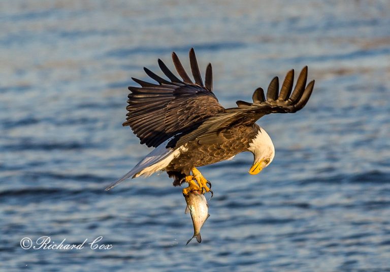 Can Eagles Catch Fish?