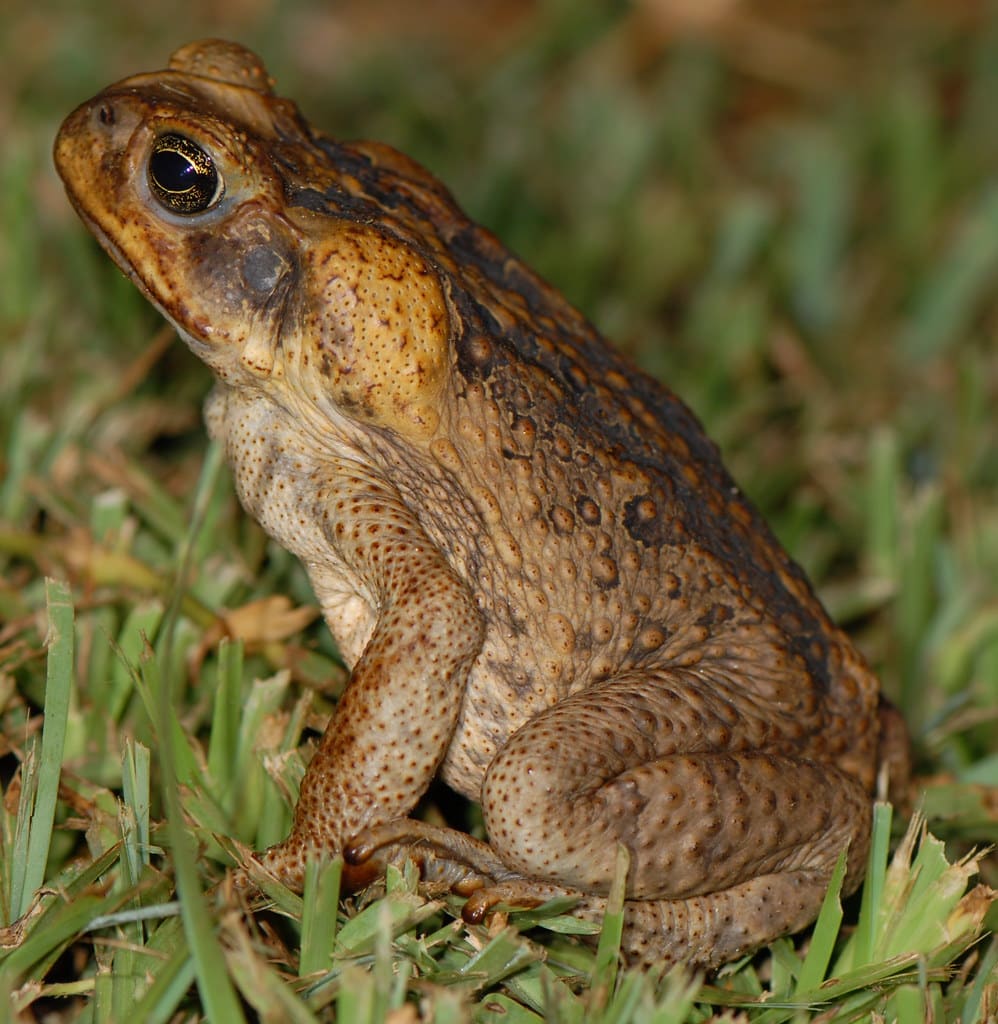 Cane Toad