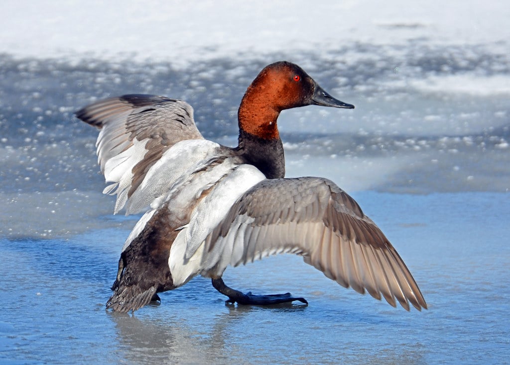 Canvasback