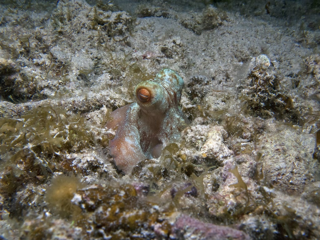 Caribbean Reef Octopus