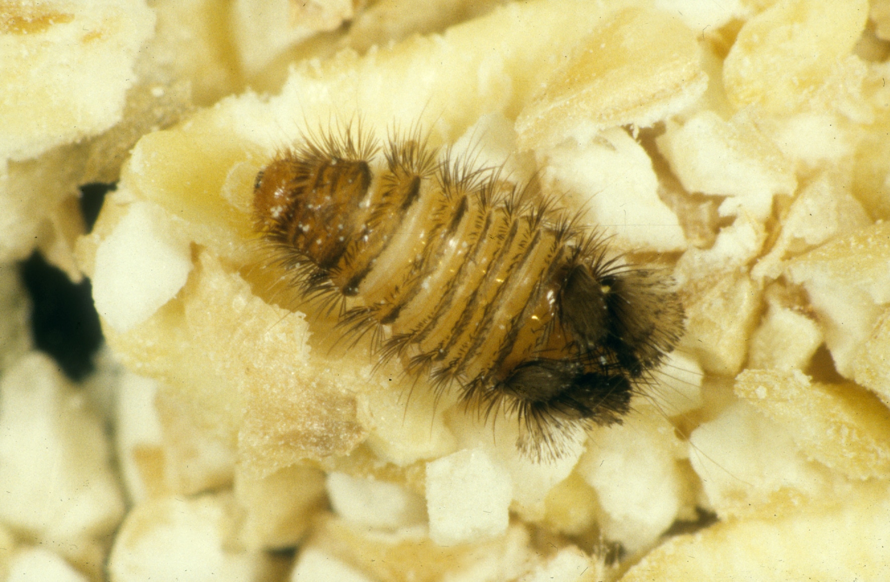 Carpet Beetle Larvae