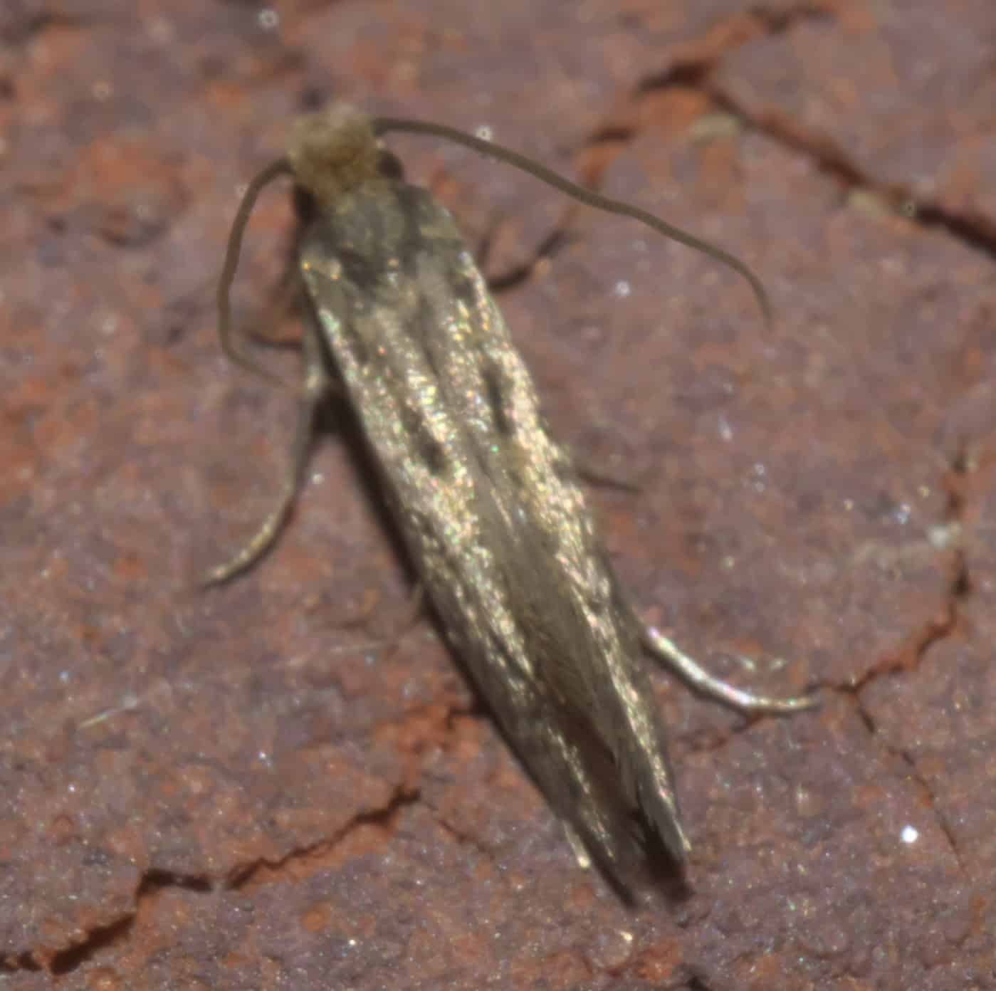 Casemaking Clothes Moth