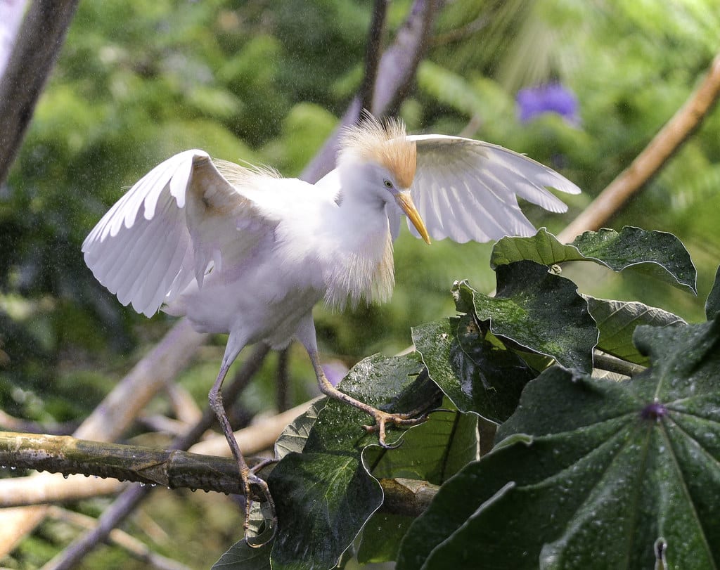Cattle Egret