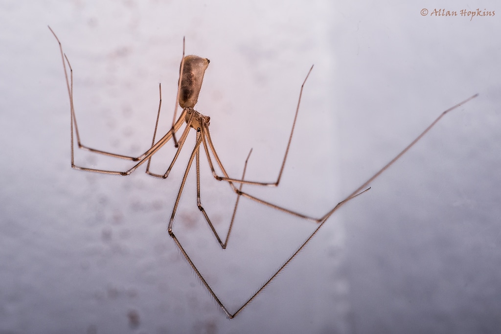 Cellar Spider - Types of Spiders in Louisiana
