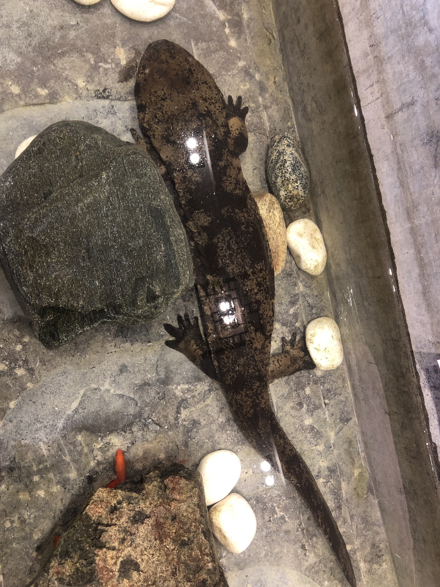 Chinese Giant Salamander