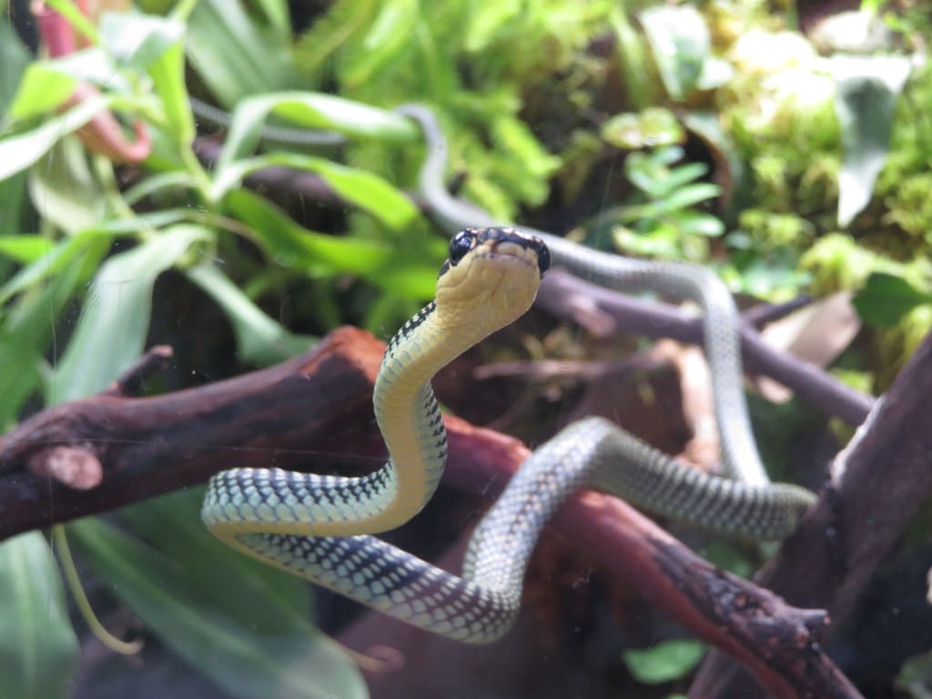 Chrysopelea Paradisi