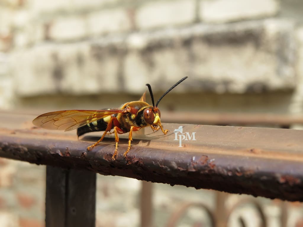 Cicada Killer Wasp -Types of Hornets in Georgia