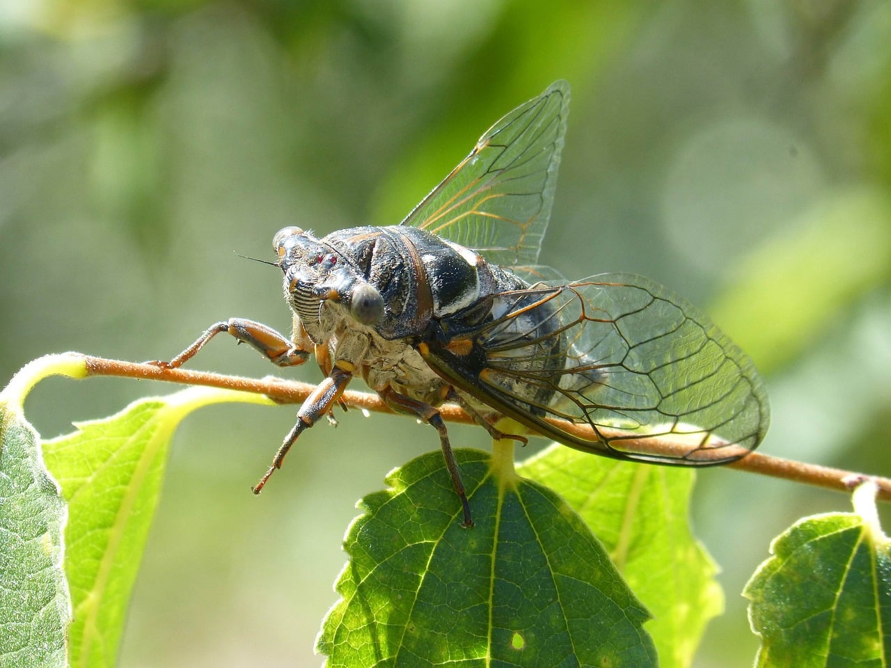 Cicadas
