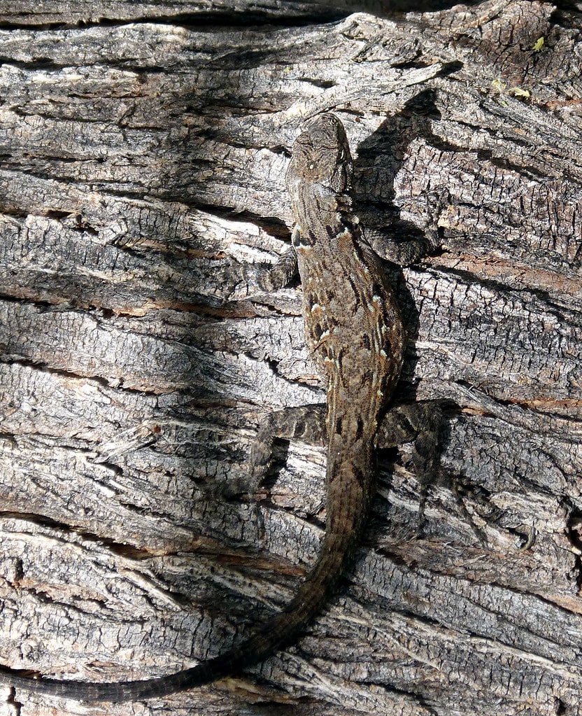 Clark's Spiny Lizard