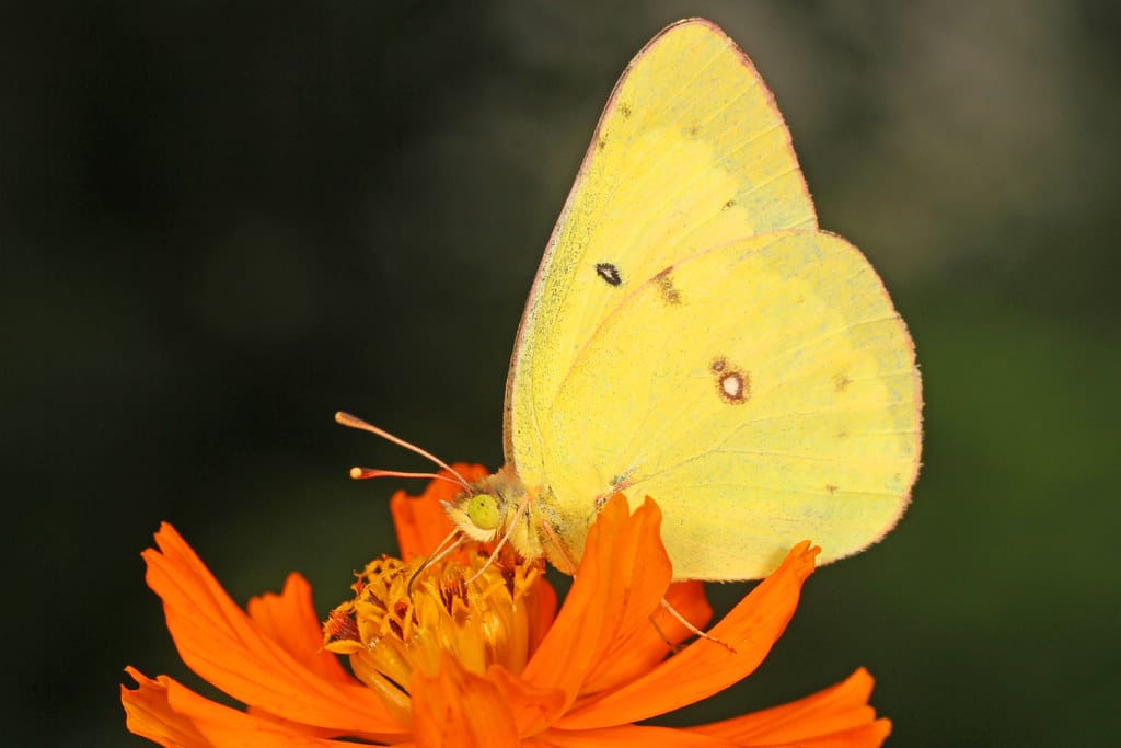 Clouded Sulphur