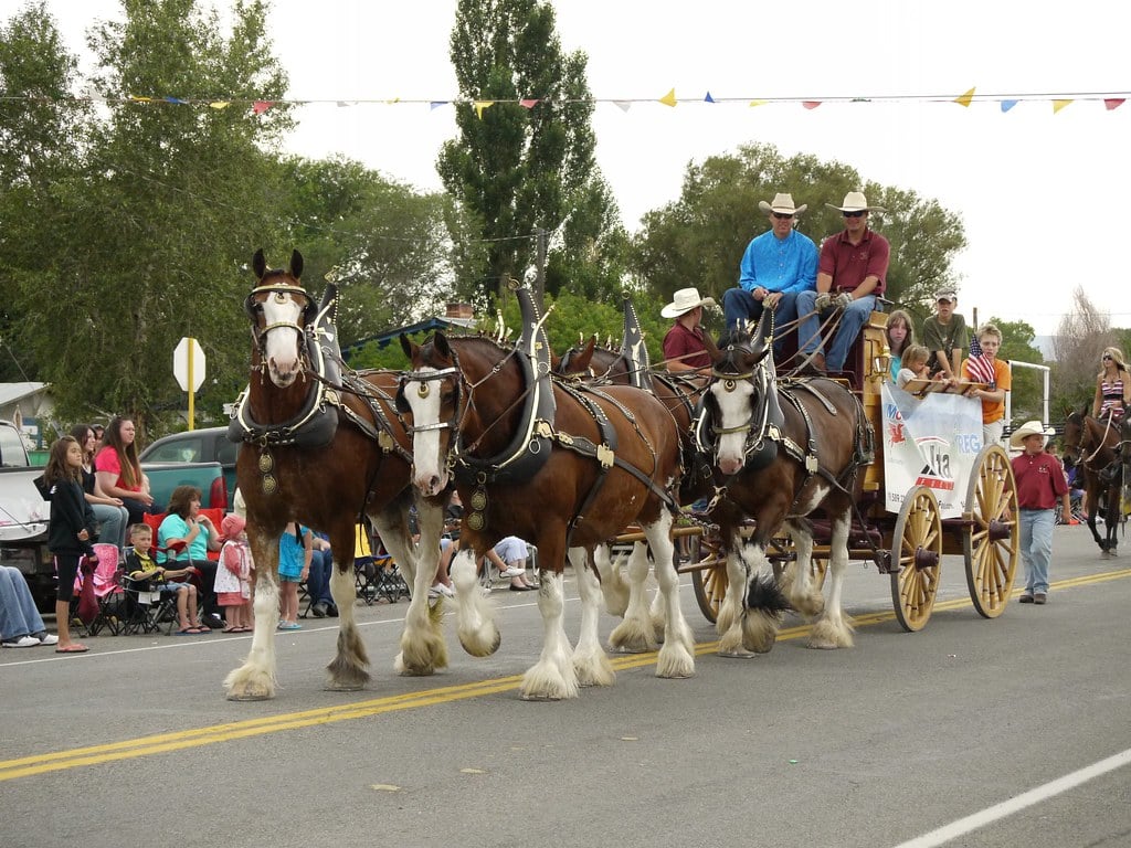 Clydesdale Horse