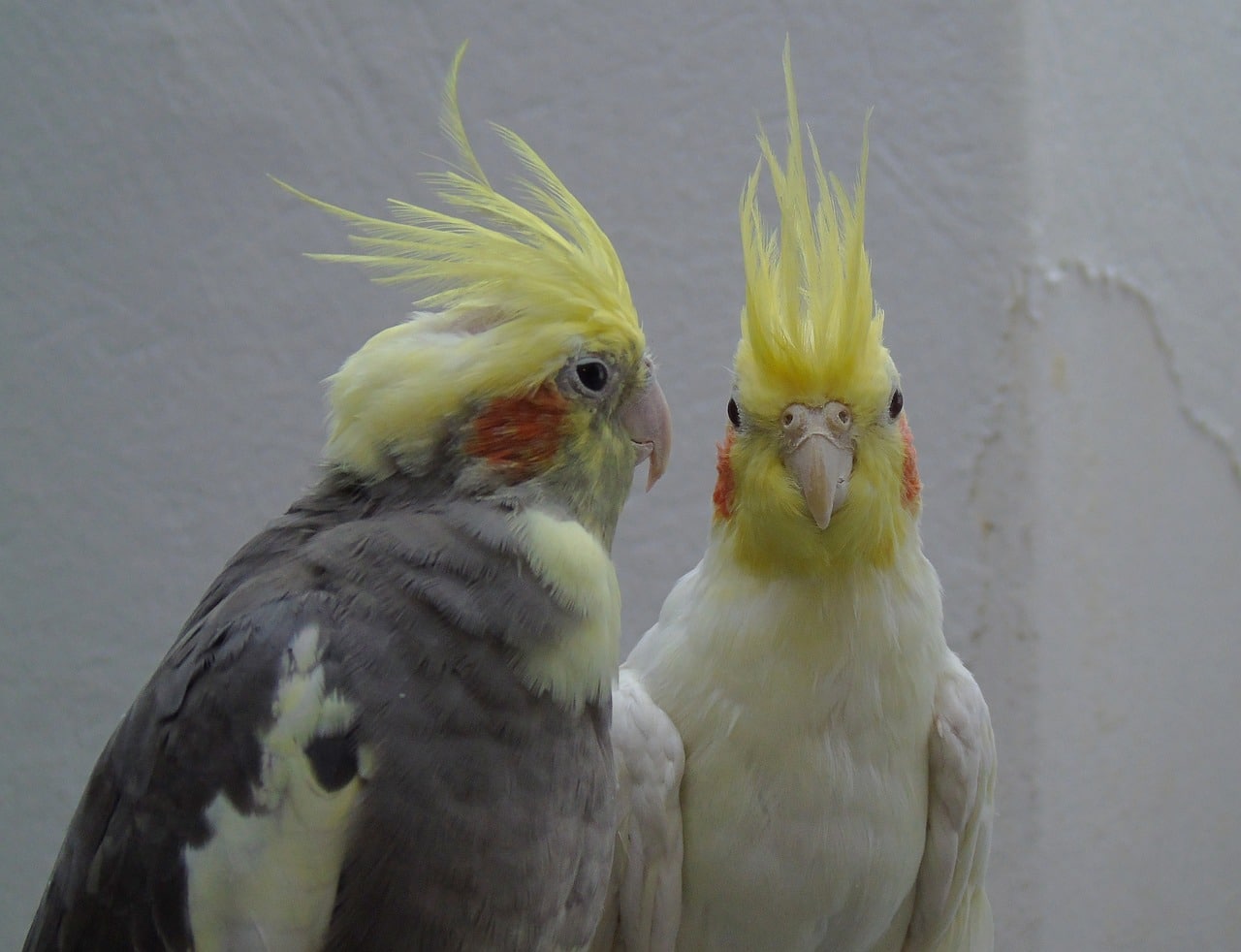 Cockatiels