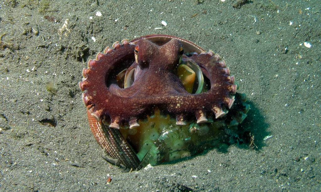 Coconut Octopus