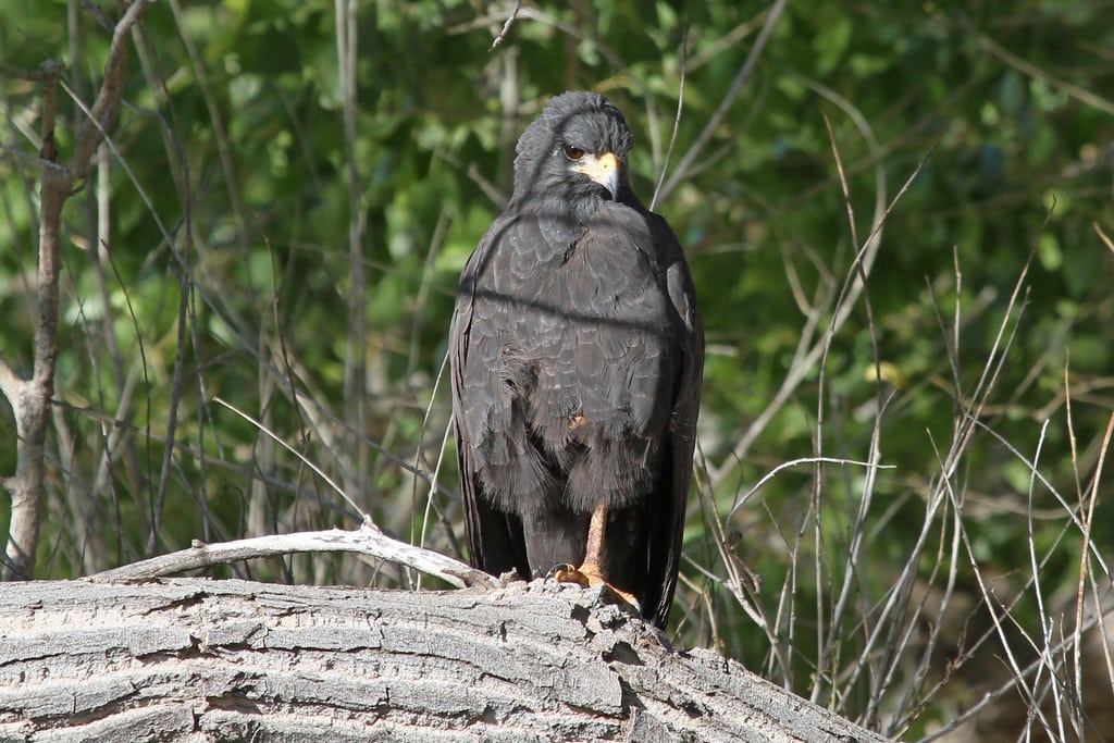 Common Black Hawk