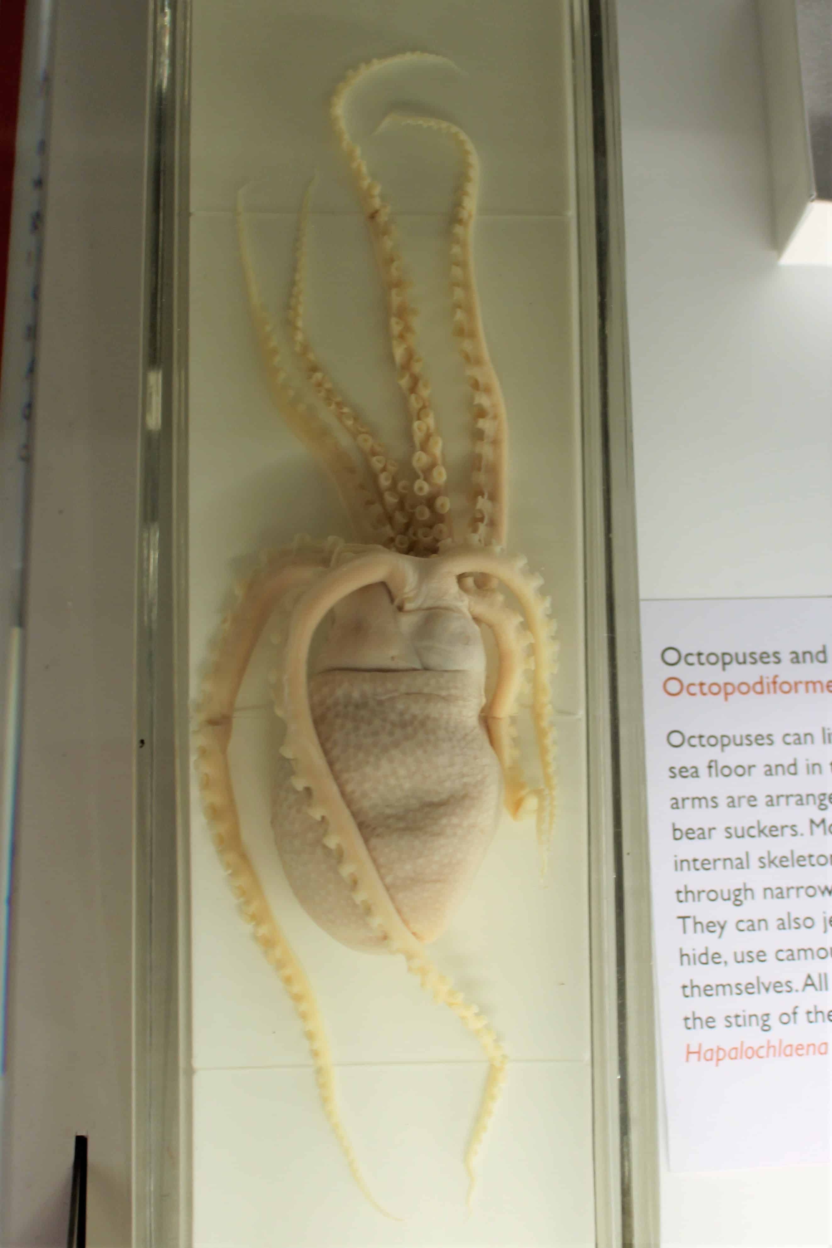 Common blanket octopus