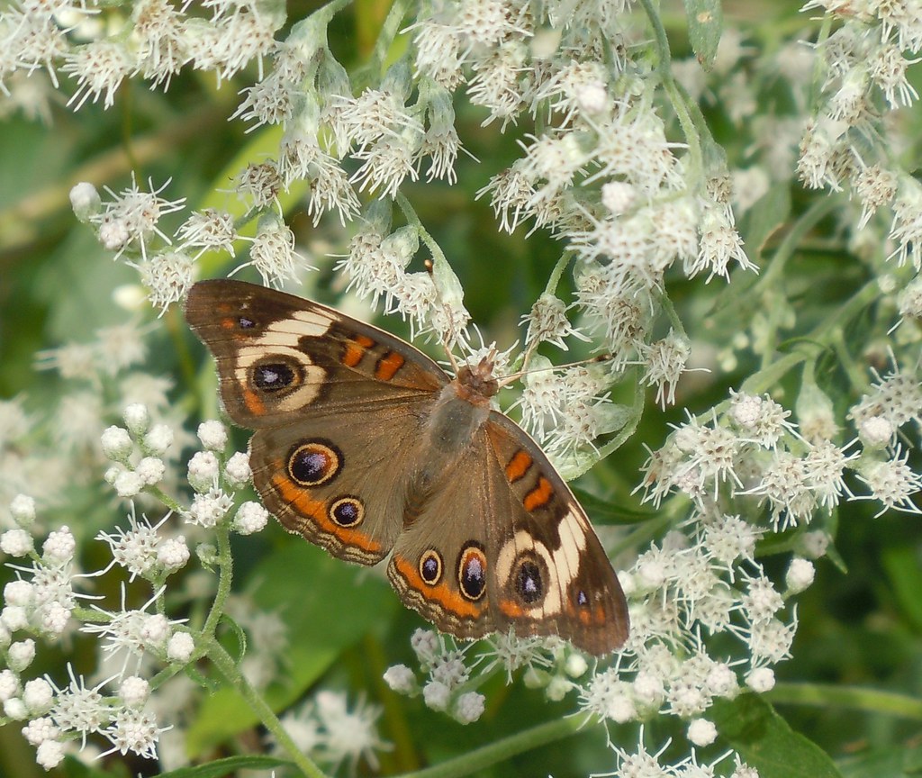 Common Buckeye
