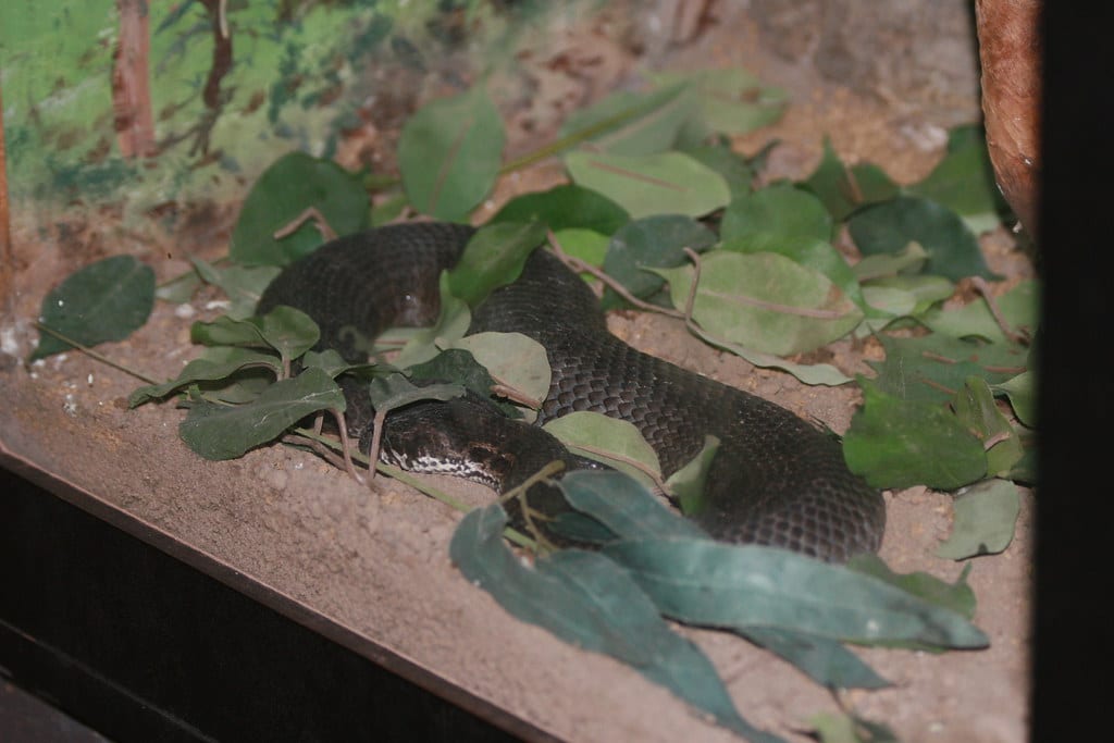 Common Death Adder