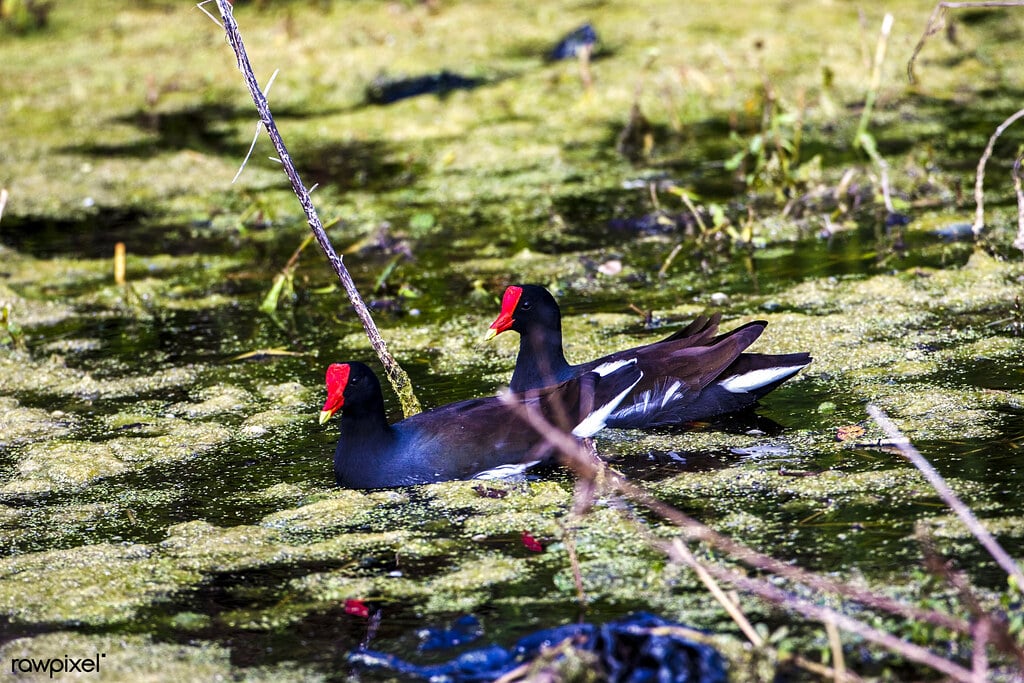 Common Gallinule