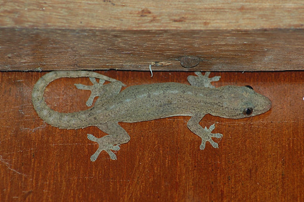 Common House Gecko - Types of Geckos in Hawaii